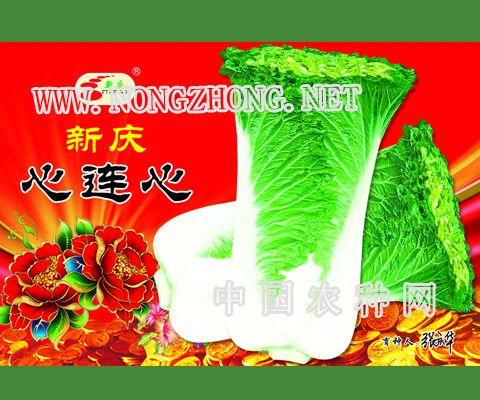 新庆心连心